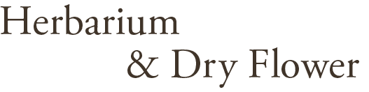 Herbarium&Dry Flower