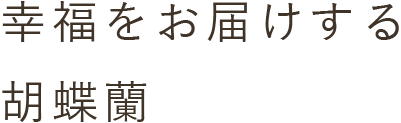 幸福をお届けする胡蝶蘭