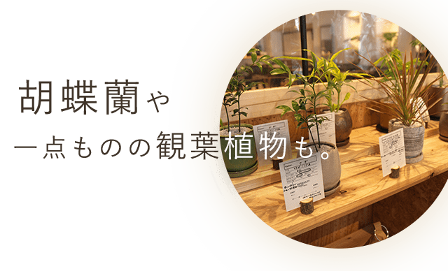 一点ものの観葉植物も