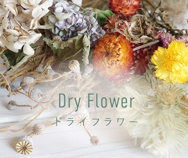 Herbarium & Dry Flower